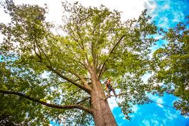 Best Commercial Tree Services  in , HI