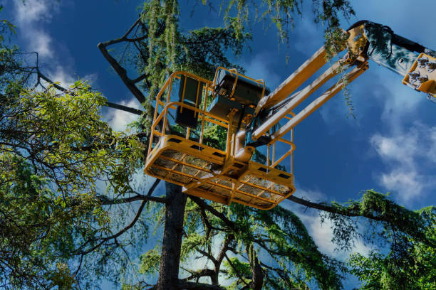 Best Tree Preservation Services  in , HI