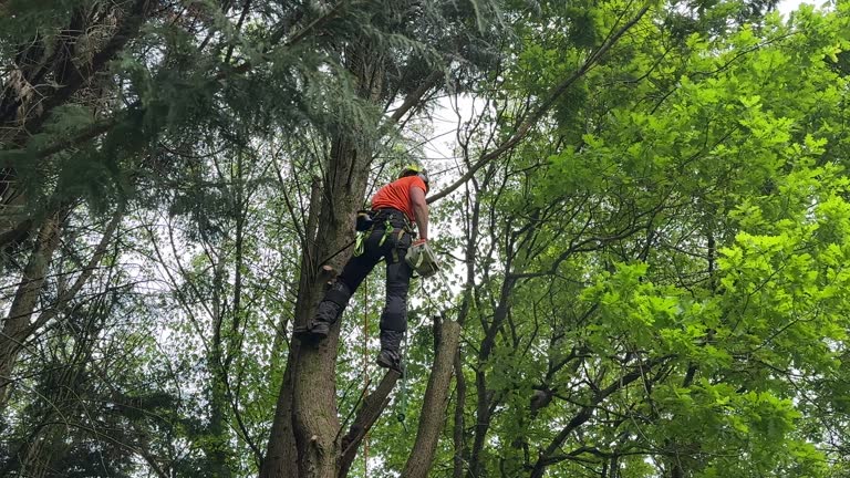 Best Tree Removal Service  in , HI