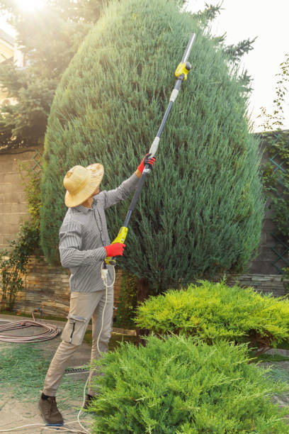 Best Pest Control for Lawns  in , HI